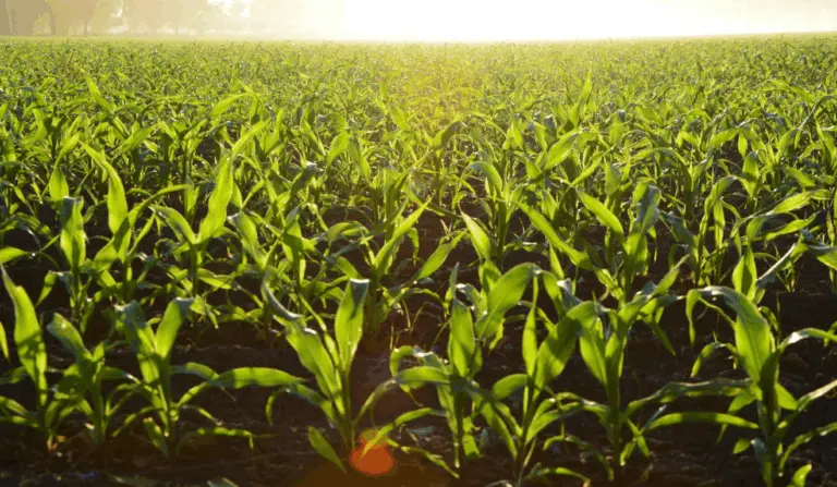A imagem representa como as boas condições climáticas nas regiões produtoras da segunda safra de milho reforçam as expectativas de elevada produtividade