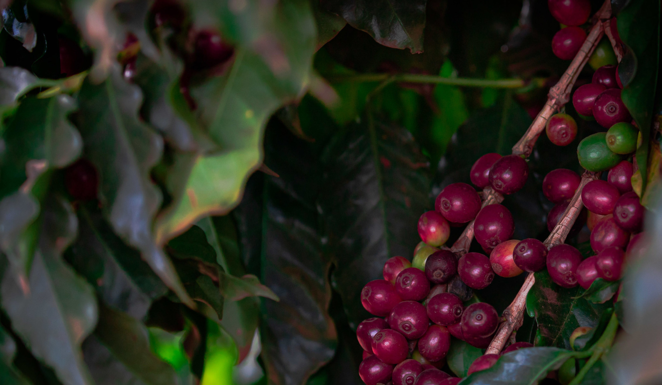 Tempo seco intensifica estresse hídrico nas lavouras de café arábica, especialmente onde há déficit de chuvas desde abril