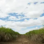 Centro-Sul deve enfrentar pior onda de frio do ano