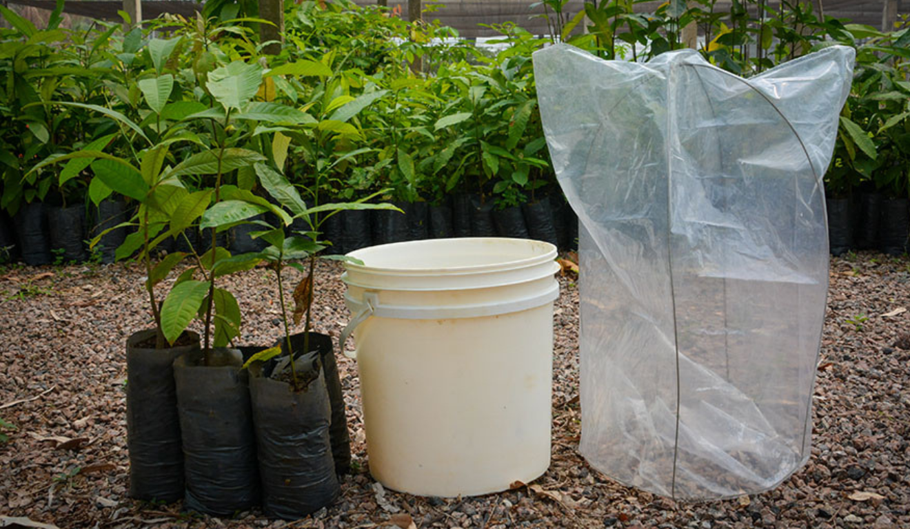 A castanheira-da-amazônia é uma espécie estratégica para pequenos produtores e agroextrativistas devido ao alto valor econômico de suas castanhas.