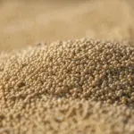 Foto: Melquizedeque Almeida/Pexels