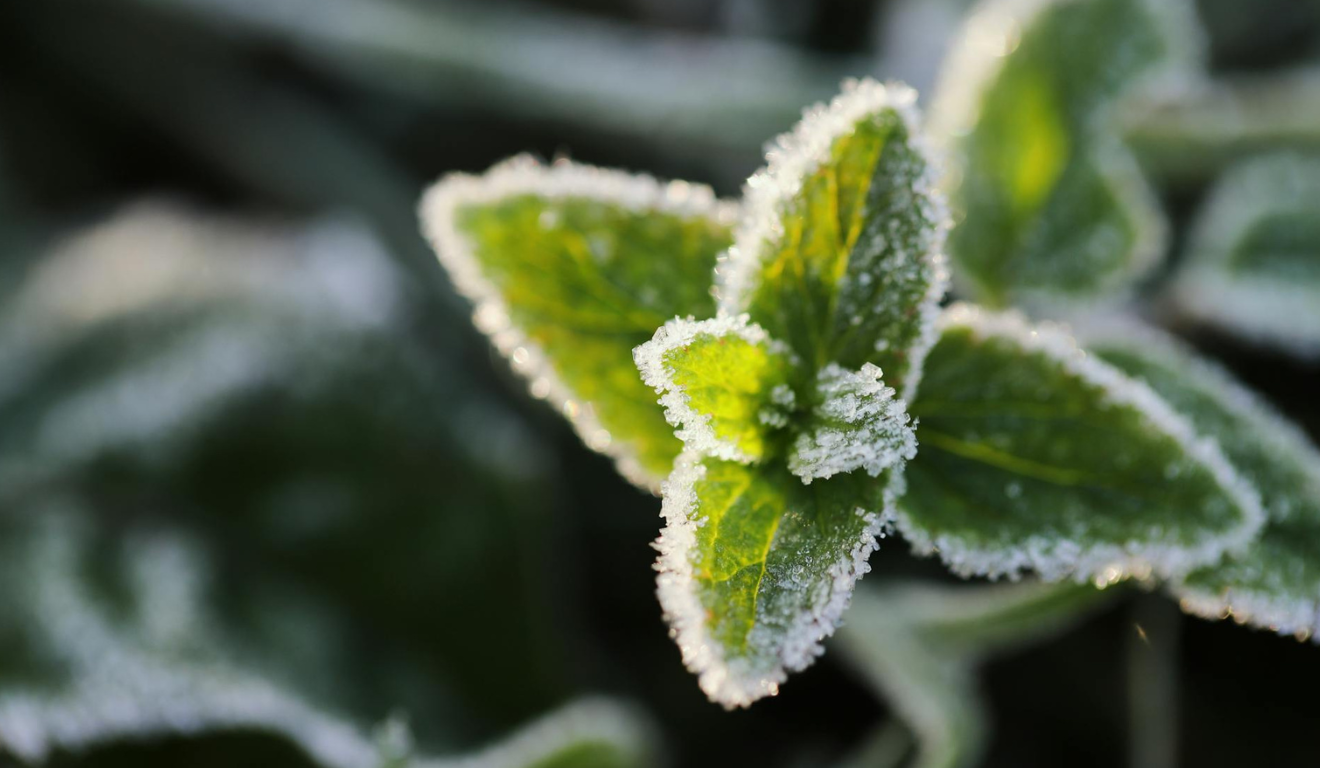 A imagem representa a ocorrência de neve na agricultura brasileira