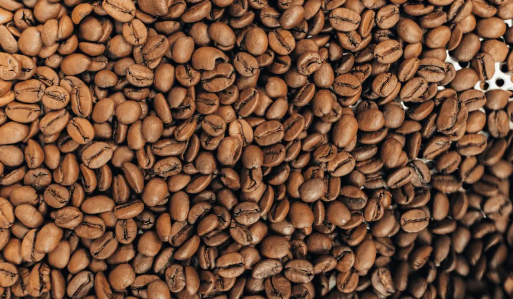 Colheita de café começou, mas segue em ritmo mais lento. A expectativa é de que os trabalhos ganhem intensidade nas próximas semanas Colheita de café começou, mas segue em ritmo mais lento. A expectativa é de que os trabalhos ganhem intensidade nas próximas semanas