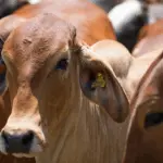 Atualização cadastral quer coletar os dados das propriedades rurais, produtores e de todas as espécies animais criadas no estado