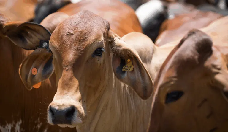 Atualização cadastral quer coletar os dados das propriedades rurais, produtores e de todas as espécies animais criadas no estado