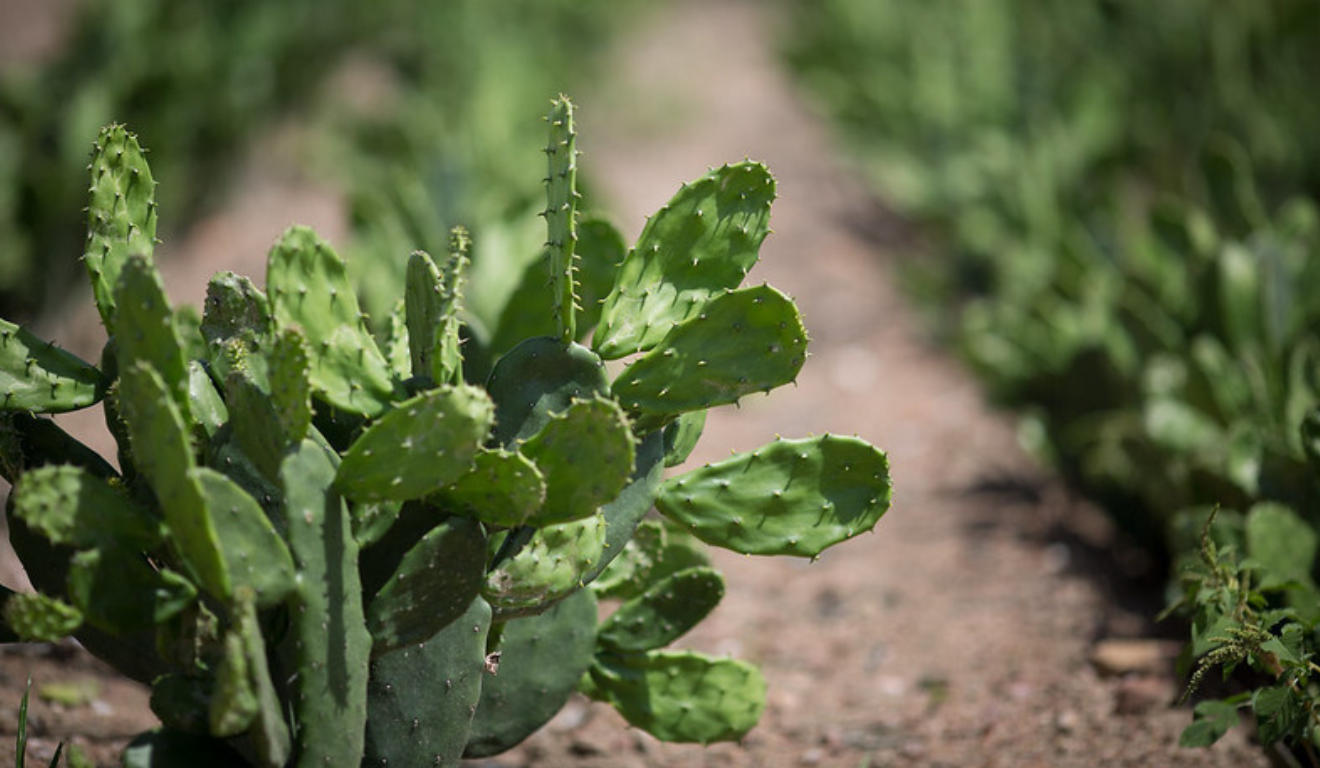 A imagem ilustra como a palma forrageira pode ser uma alternativa na inovação dos atuais sistemas de produção de caprinos da agricultura familiar
