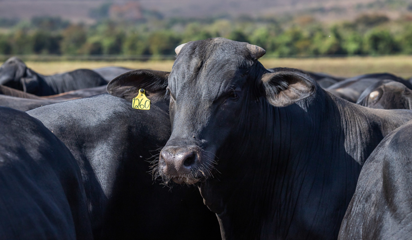 Estudo da CNA destaca desafios e avanços sanitários nas exportações brasileiras de carne bovina