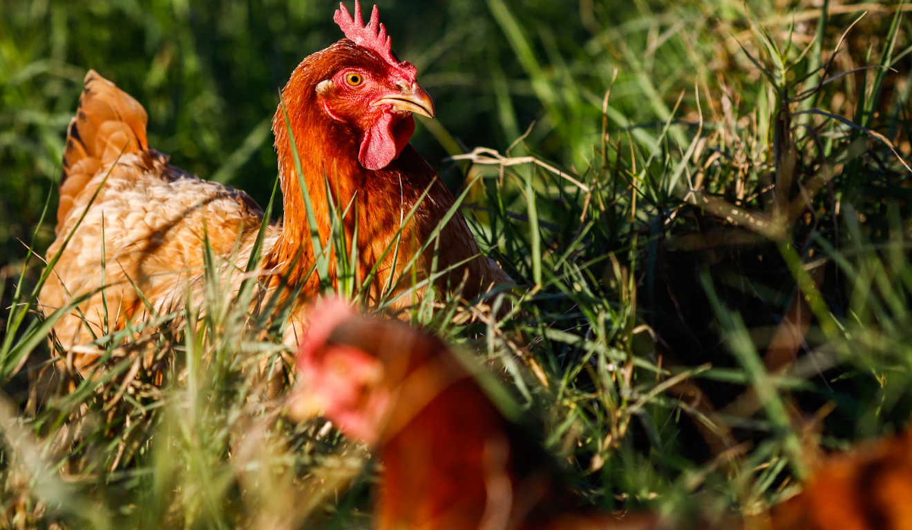 Aimagem representa o aumento da demanda pela proteína avícola tem sustentado a valorização dos preços da carne de frango nos últimos dias.