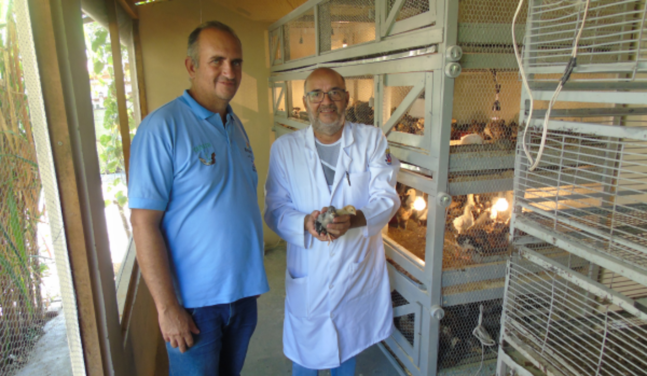 Mais de 2 mil aves já foram entregues como base reprodutiva, beneficiando diretamente 300 famílias agricultoras de avicultura da Bahia