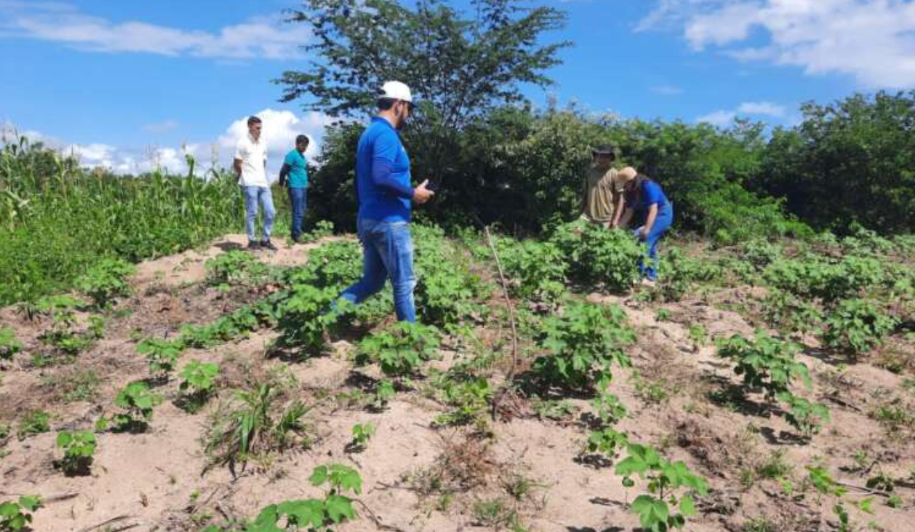 A imagem apresenta produtores que integram o Projeto Ouro Branco, que amplia o cultivo de algodão agroecológico e fortalece a agricultura familiar no Ceará