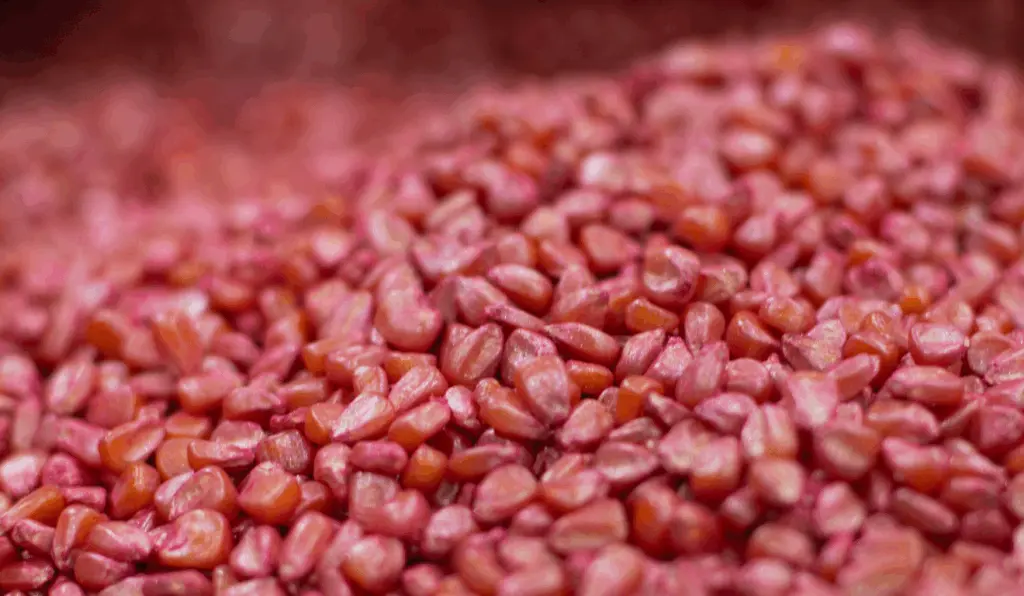 A imagem representa como as sementes biofortificadas de milho ajudam a desenvolver alimentos mais nutritivos A imagem representa como as sementes biofortificadas de milho ajudam a desenvolver alimentos mais nutritivos