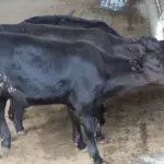A Embrapa anunciou, na última terça-feira (13), o nascimento dos primeiros bezerros geneticamente editados no Brasil