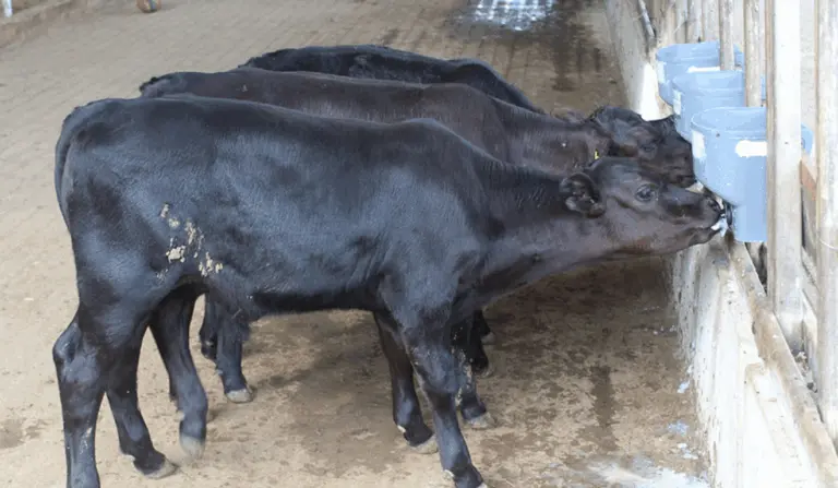 A Embrapa anunciou, na última terça-feira (13), o nascimento dos primeiros bezerros geneticamente editados no Brasil