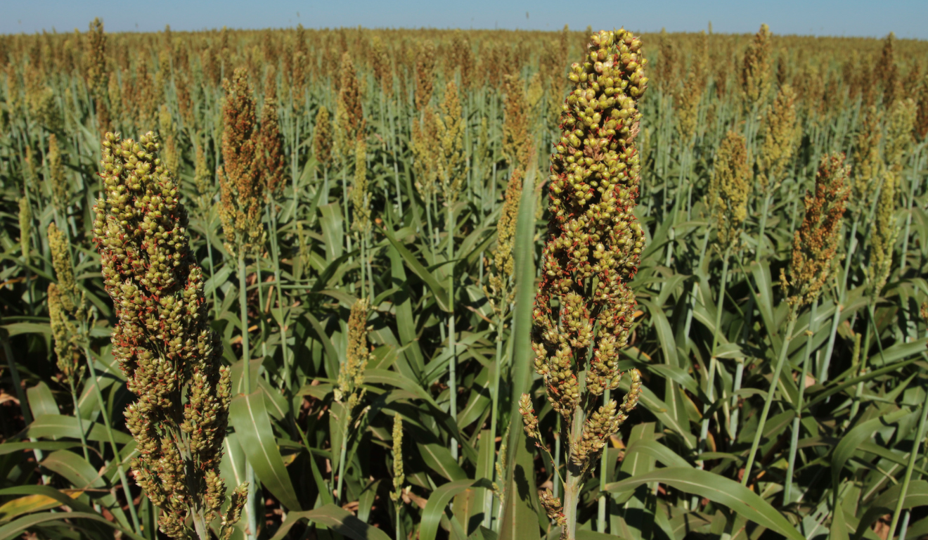 O sorgo é uma alternativa ao milho na segunda safra e aliado na rotação de culturas