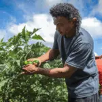 Governo de MT incentiva pequenos produtores