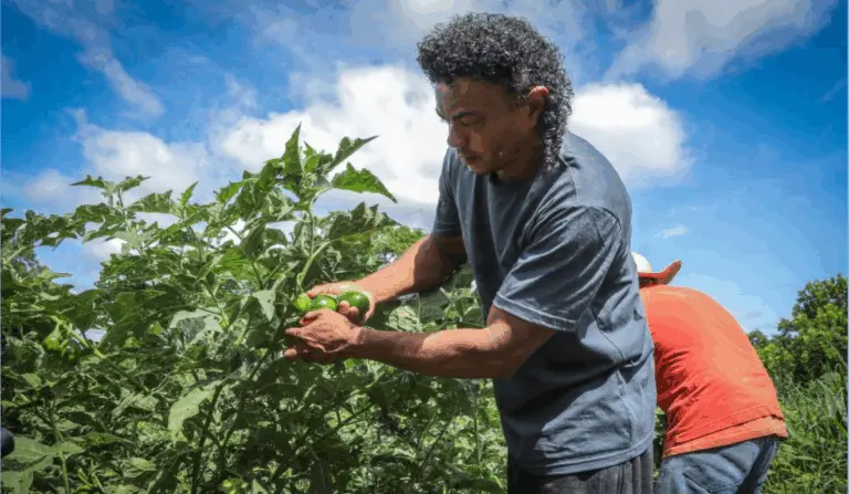 Governo de MT incentiva pequenos produtores