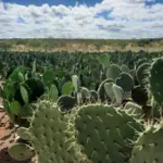 A imagem contém o cultivo de palma, uma das medias para amenizar os efeitos da estiagem