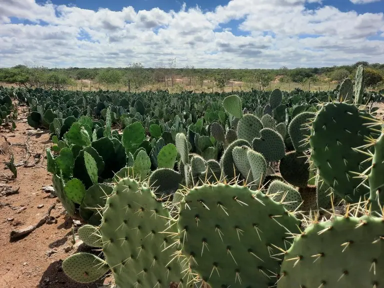 A imagem contém o cultivo de palma, uma das medias para amenizar os efeitos da estiagem
