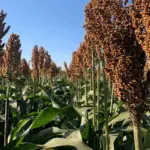 Embrapa e Latina Seeds lançam cultivar de sorgo que supera 6 toneladas por hectare