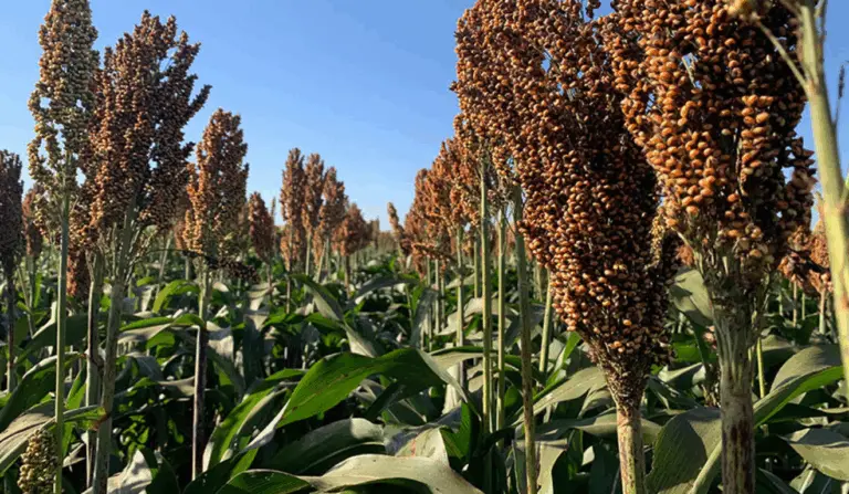 Embrapa e Latina Seeds lançam cultivar de sorgo que supera 6 toneladas por hectare