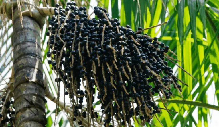 O Instituto de Desenvolvimento Agropecuário e Florestal Sustentável do Estado (Idam) incentivou, durante os anos de 2018 e 2024, a produção de açaí no Amazonas, o que ampliou a fabricação em 150% na região – de 550,8 mil toneladas, a região atingiu cerca de 1,3 milhão de toneladas de frutos