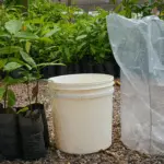 A castanheira-da-amazônia é uma espécie estratégica para pequenos produtores e agroextrativistas devido ao alto valor econômico de suas castanhas.