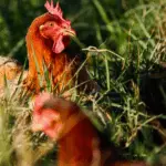Aimagem representa o aumento da demanda pela proteína avícola tem sustentado a valorização dos preços da carne de frango nos últimos dias.