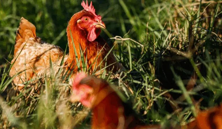 Aimagem representa o aumento da demanda pela proteína avícola tem sustentado a valorização dos preços da carne de frango nos últimos dias.
