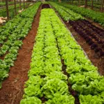 A imagem ilustra a produção da agricultura familiar e Goiatins