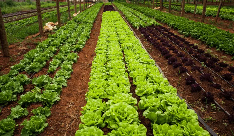 A imagem ilustra a produção da agricultura familiar e Goiatins