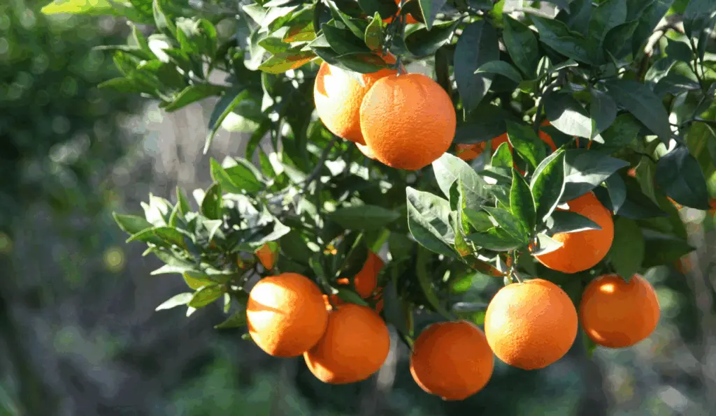 Produção de laranjas no cinturão citrícola de São Paulo e Minas Gerais Produção de laranjas no cinturão citrícola de São Paulo e Minas Gerais