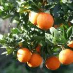 Produção de laranjas no cinturão citrícola de São Paulo e Minas Gerais