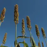 A imagem representa o cultivo de sorgo no Brasil