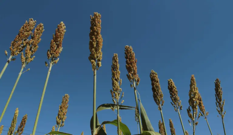 A imagem representa o cultivo de sorgo no Brasil