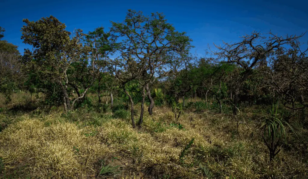 Parceria vai usar práticas regenerativas para gerar créditos de carbono no Matopiba Parceria vai usar práticas regenerativas para gerar créditos de carbono no Matopiba