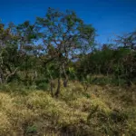 Parceria vai usar práticas regenerativas para gerar créditos de carbono no Matopiba