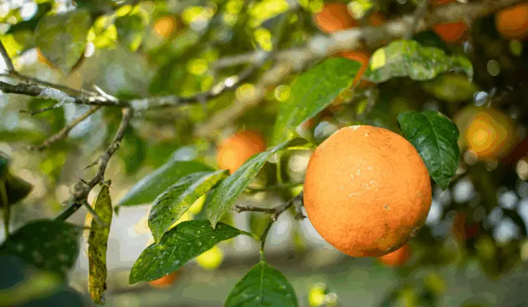 A imagem ilustra a ação do Paraná com foco na prevenção e erradicação do greening