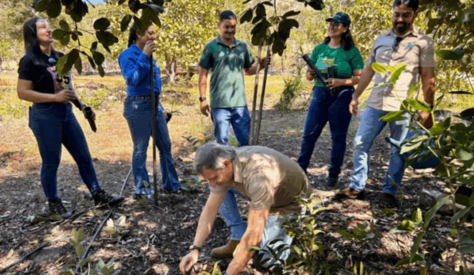 Pesquisadores tocantinenses reintroduzem bromélia ameaçada no Cerrado durante plantio em área de conservação.