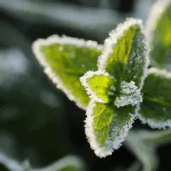 A imagem representa a ocorrência de neve na agricultura brasileira