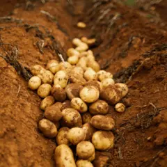 Nova regiões para serem exploradas no cultivo de batatas