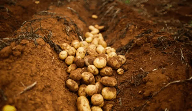 Nova regiões para serem exploradas no cultivo de batatas