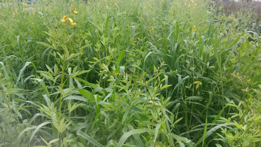 Consórcio de plantas de cobertura no Mato Grosso do Sul com crotalária e braquiária durante a safrinha Consórcio de plantas de cobertura no Mato Grosso do Sul com crotalária e braquiária durante a safrinha