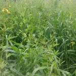 Consórcio de plantas de cobertura no Mato Grosso do Sul com crotalária e braquiária durante a safrinha