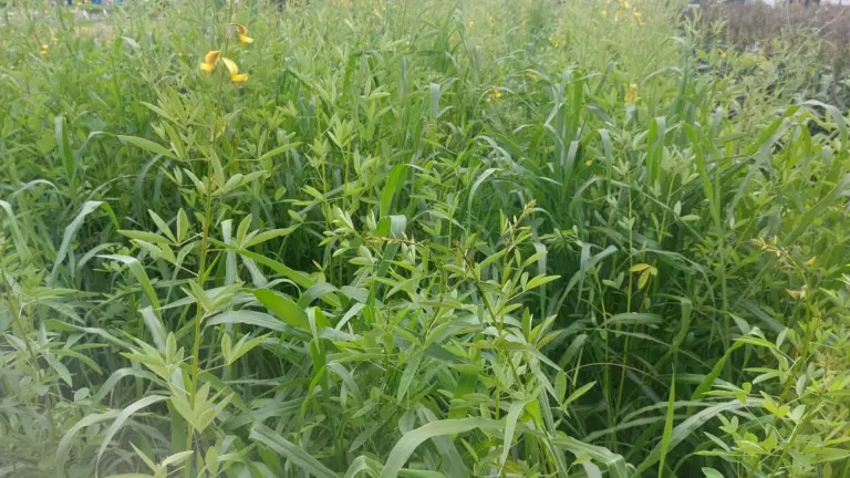 Consórcio de plantas de cobertura no Mato Grosso do Sul com crotalária e braquiária durante a safrinha