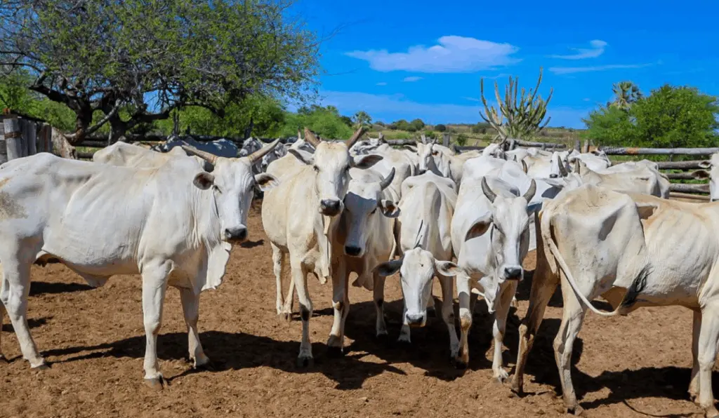 O programa oferece inseminação artificial com sêmen de touros superiores, melhorando a carne, o leite e a produtividade. O programa oferece inseminação artificial com sêmen de touros superiores, melhorando a carne, o leite e a produtividade.