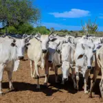 O programa oferece inseminação artificial com sêmen de touros superiores, melhorando a carne, o leite e a produtividade.