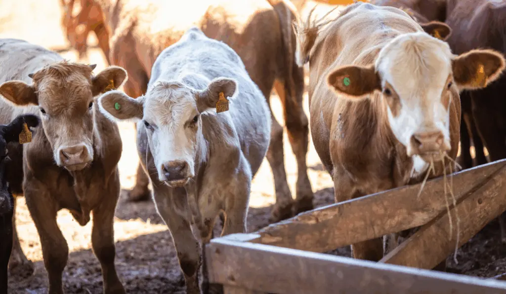 A imagem ilustra os animais que fazem parte do programa de melhoramento genético de bovinos leiteiros