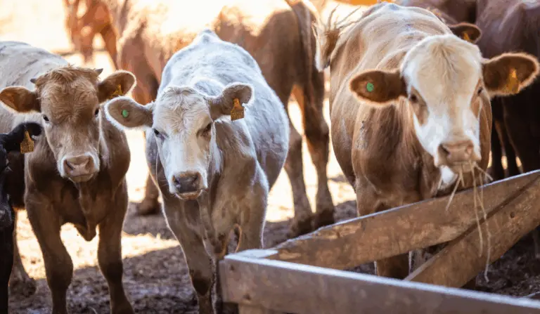 A imagem ilustra os animais que fazem parte do programa de melhoramento genético de bovinos leiteiros