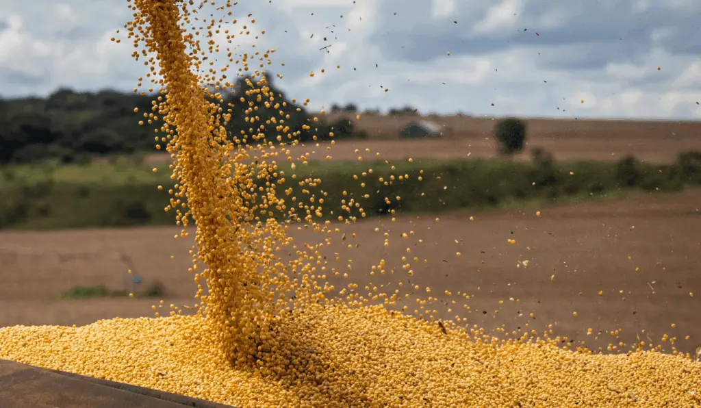 IBGE estima produção recorde de soja no Brasil em 2025: 164,2 milhões de toneladas IBGE estima produção recorde de soja no Brasil em 2025: 164,2 milhões de toneladas