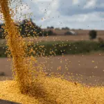 IBGE estima produção recorde de soja no Brasil em 2025: 164,2 milhões de toneladas